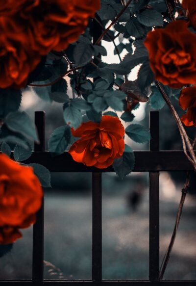 Close-up of blooming red roses with lush green leaves, set against a decorative black metal fence.