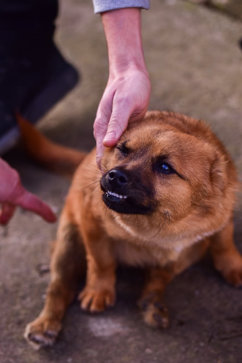 When We Look Away: The Cost of Animal Abuse When We Look Away: The Cost of Animal Abuse